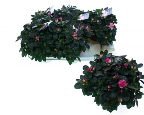  . Diameter van , potmaat van , bloeit . Niet in stock. - IND20-HLS-BTVR.jpg