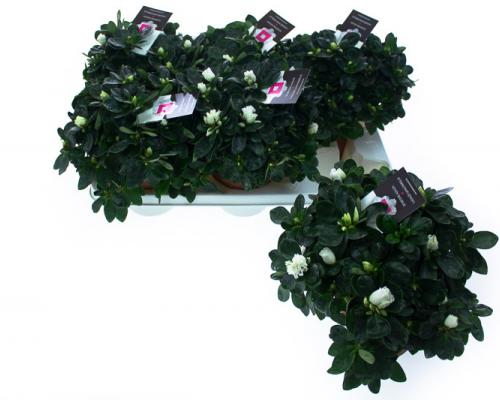  . Diameter van , potmaat van , bloeit . Niet in stock. - IND20-MET-WTVR.jpg