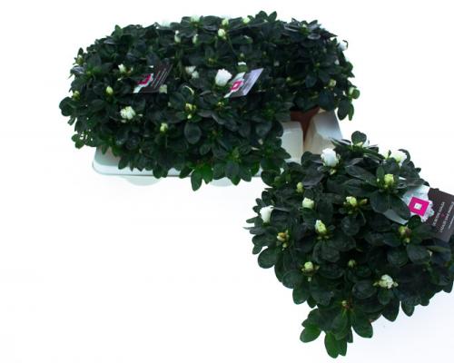  . Diameter van , potmaat van , bloeit . Niet in stock. - IND22-MET-WTVR.jpg
