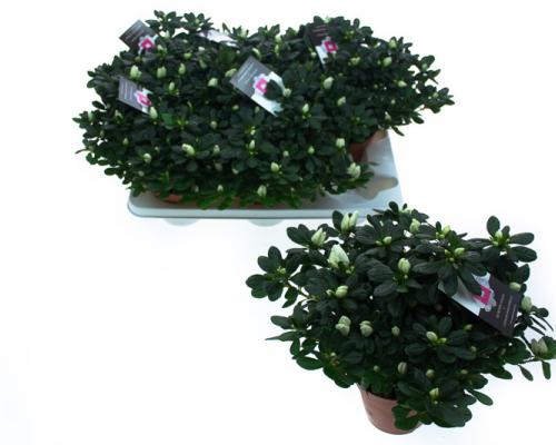  . Diameter van , potmaat van , bloeit . Niet in stock. - IND22-PRC-WTMV.jpg