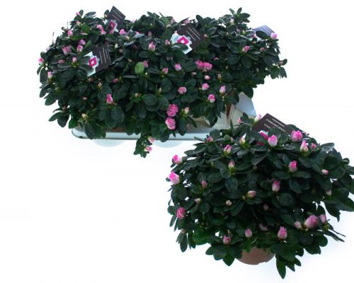  . Diameter van , potmaat van , bloeit . Niet in stock. - IND25-HLS-BTVR.jpg