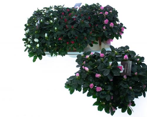  . Diameter van , potmaat van , bloeit . Niet in stock. - IND25-MIX-DVVR.jpg