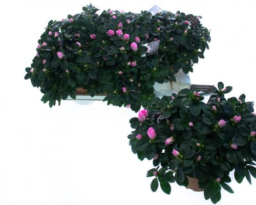  . Diameter van , potmaat van , bloeit . Niet in stock. - IND25-TNO-RZVR.jpg