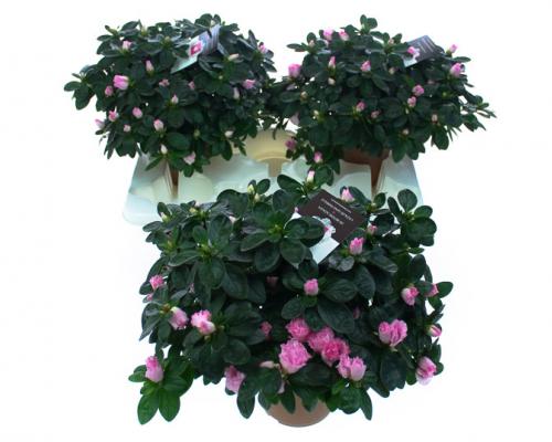  . Diameter van , potmaat van , bloeit . Niet in stock. - IND27-HLS-BTVR.jpg