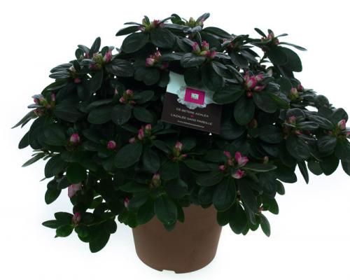  . Diameter van , potmaat van , bloeit . Niet in stock. - IND35-HLS-BTVR.jpg