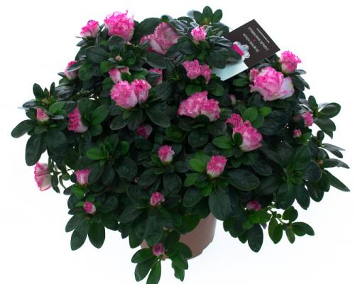  . Diameter van , potmaat van , bloeit . Niet in stock. - IND37-HLS-BTVR.jpg