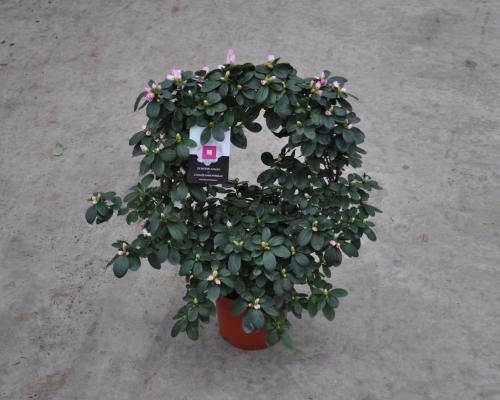  . Diameter van , potmaat van , bloeit . Niet in stock. - INDBO-HLS-BTVR.jpg