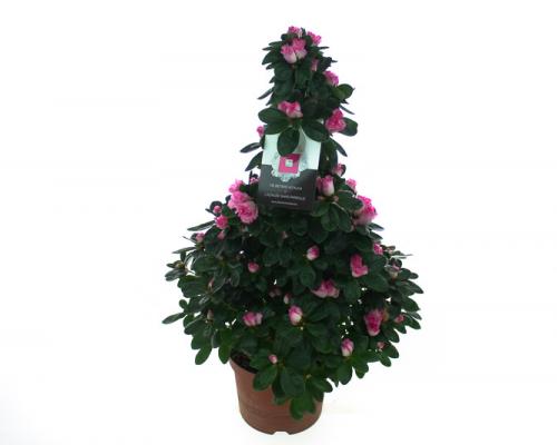  . Diameter van , potmaat van , bloeit . Niet in stock. - INDP6-HLS-BTVR.jpg